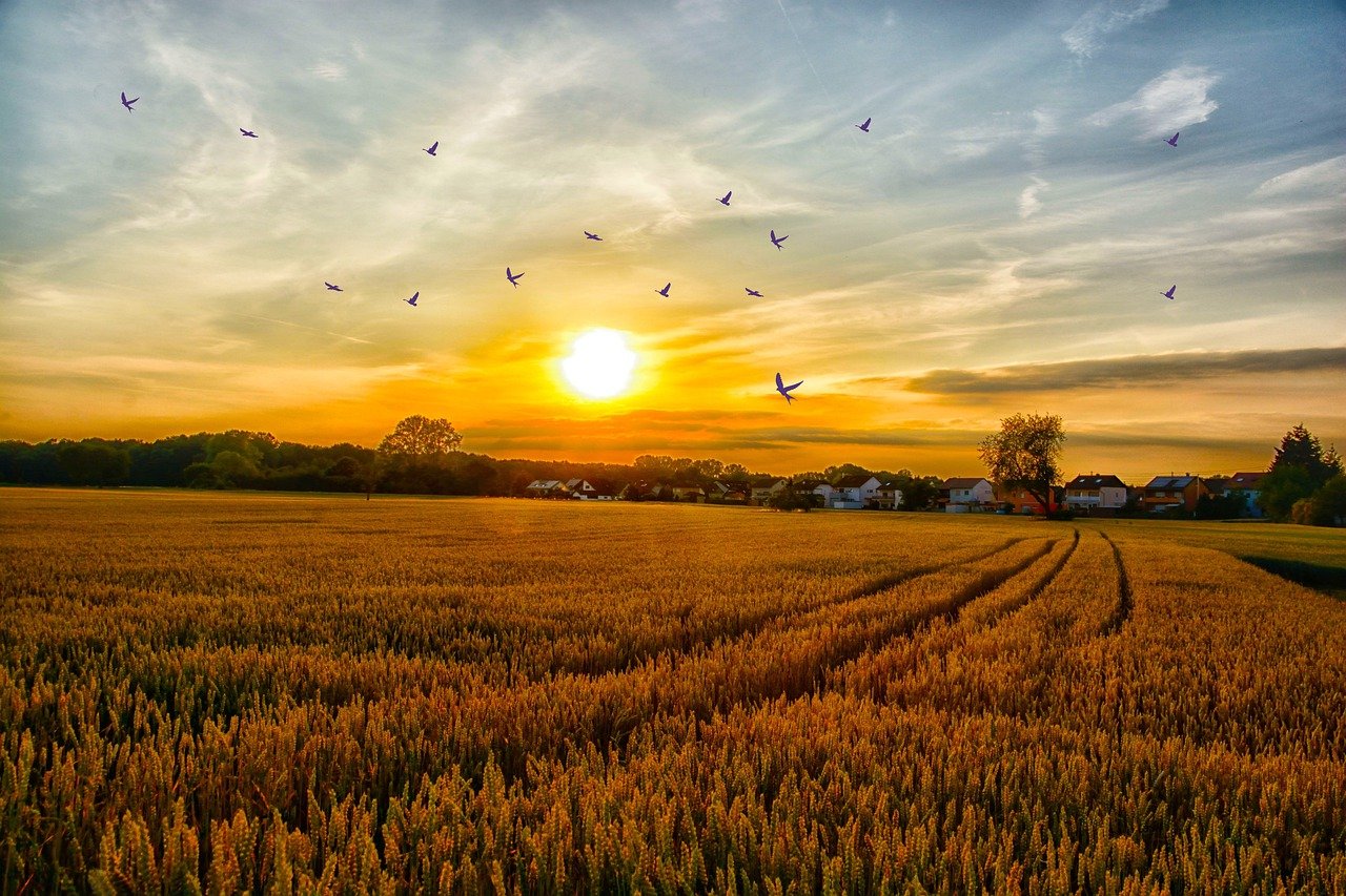 hagenbach fields, cornfield, nature-7827812.jpg